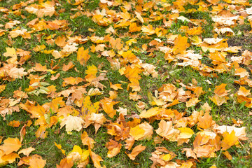 Yellow, orange and red autumn leaves in beautiful fall park.