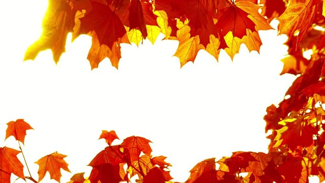Orange maple leaves against white sky background with sun and lens flare. Beautiful autumn banner with free place for your project. Slow motion.
