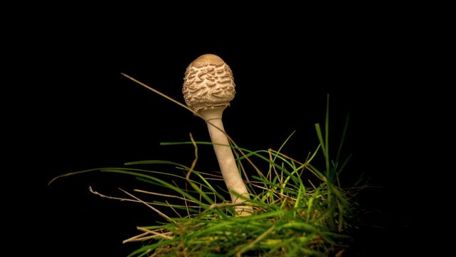 timelapse of parasol mushroom (Macrolepiota procera) on black background