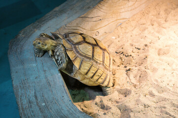Naklejka premium turtle on the beach