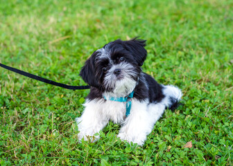 Shih tzu puppy on the grass, close-up