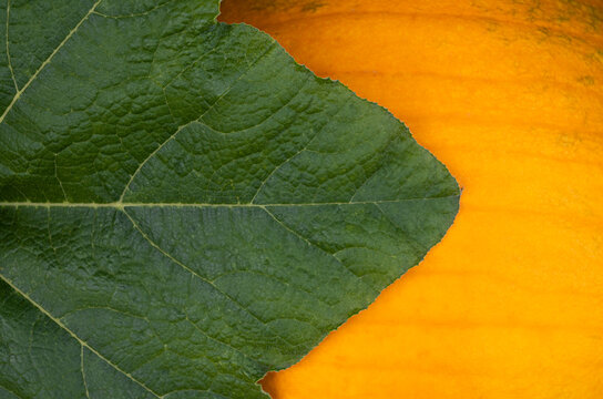 Macro image of pumpkin with green leaf