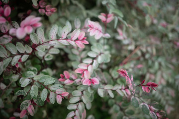 White leaves with light green and pink of snowbush or Foliage-flower background