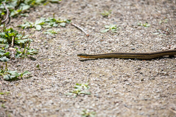 A common garter snake slithering along a hiking path in Ontario.