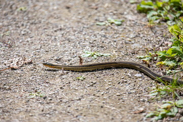 A common garter snake slithering along a hiking path in Ontario.