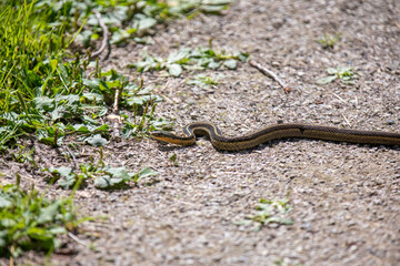 A common garter snake slithering along a hiking path in Ontario.