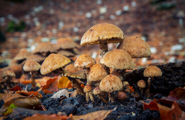 mushrooms in the wood forest