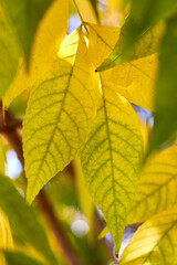 background with autumn yellow leaves in sunny day