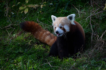Red Panda