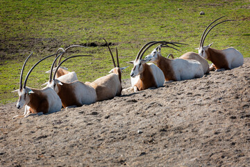 Scimitar Oryx