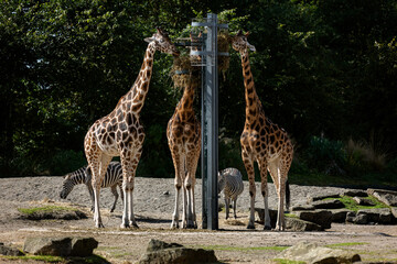 Giraffes