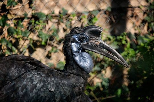 Abyssinian Ground Hornbill