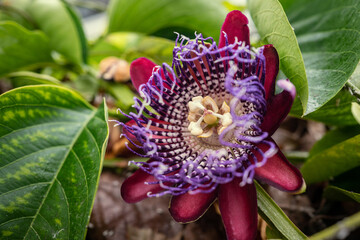 Purple passion fruit flower with red petals, passiflora alata