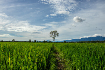 Trees in the rice fields