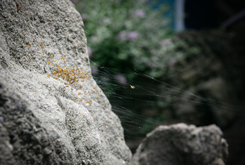 Cross the Orbweaver Spider Nest - Araneus diadematus - with many small spiders between two rocks in the back yard