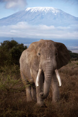 Fototapeta na wymiar Elephant grazes in front of Mount Kilimanjaro