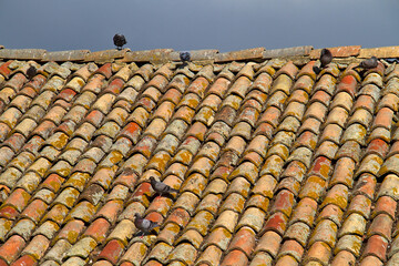 Pigeons on an old roof with red ceramic roof tiles in Toscane, Italy