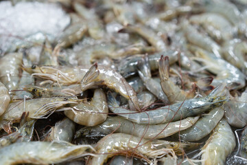 Frozen fresh and raw shrimp piles on ice trays in the market or supermarket for seafood and sale in the department store on front view