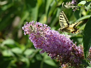 one perched butterfly on lilac cone shooted focused on foreground in nature