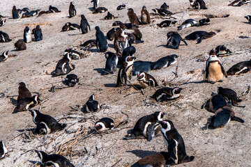 Obraz premium Boulders Beach Penguin Colony. Penguins resting on the rocks and sand. Black footed penguins.