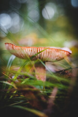 mushroom in the forest