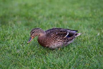 view of a brown duck in green grass with its head down on a sunny autumn day