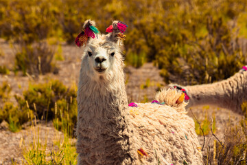 Andean llama from the Jujuy highlands