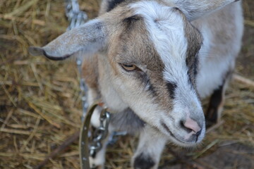 portrait of a goat