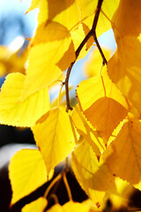 background with autumn yellow birch leaves in sunny day