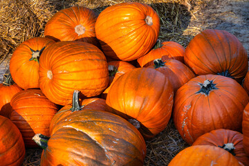 Orange pumpkins on the farm on a sunny day
