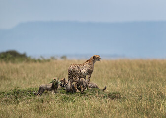Cheetah and cubs on a mound at Masai Mara, Kenya
