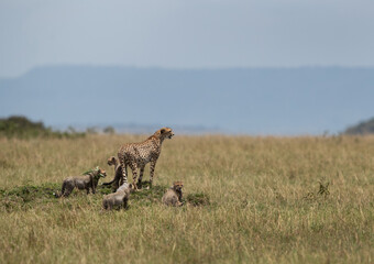 Cheetah on a mound with cubs at Masai Mara, Kenya