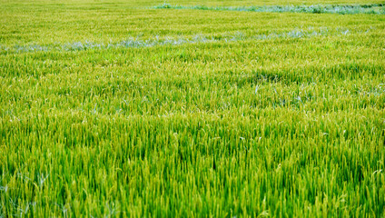 Green rice fields in China