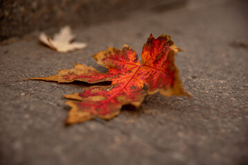 maple leaf