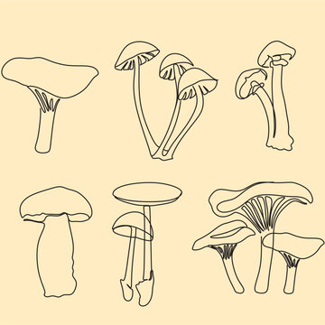 One line art mushrooms. Boletus and fly agaric mushroom. Single line art. Nature illustration for design