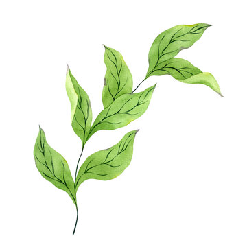 Watercolor green branch isolated on white. Hand drawn illustration of green leaves. Watercolor peony leaves clipart.