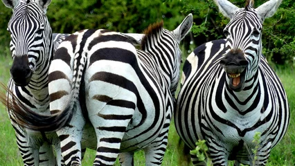 Tuinposter lachende zebra © mesfin