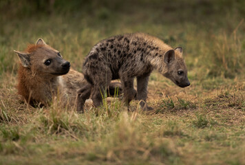 Hyena with cub at Masai Mara, Kenya