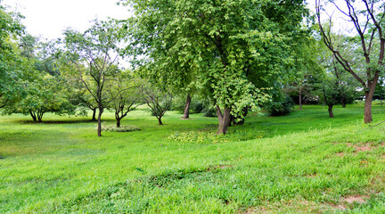 Landscape of  grass field and green trees