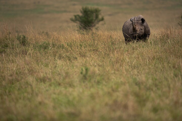 A black rhinoceros in Savannah, Masai Mara