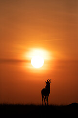 Silhouette of Topi and dramatic sun at Masai Mara, Kenya