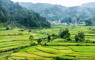 Beautiful scenery of the rice fields in China