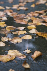 autumn leaves in a puddle after rain