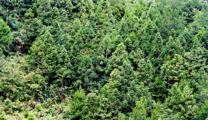 Fototapeta na wymiar Aerial view of summer green trees in forest