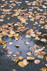 autumn leaves in a puddle after rain