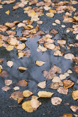 autumn leaves in a puddle after rain