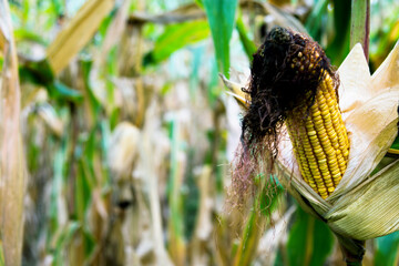 Closeup corn on the stalk of corn field