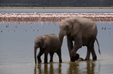 Selective focus on Lesser Flamingos with Elephants at the forground, Amboseli national park, Kenya