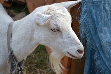 portrait of a goat