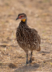 Portrait of a Yellow-necked spurfowl at Amboseli national park, Kenya